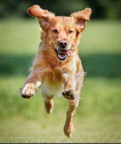 Picture for category DOG TOYS UNDER $15